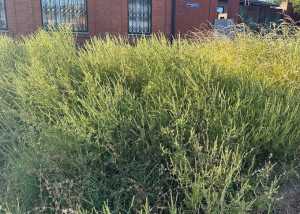 Жители Шахт жалуются на заросли амброзии на Лепешинского