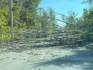 Дорогу в поселок Машзавод в Шахтах перекрыло рухнувшее дерево