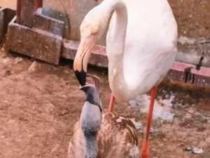 В зоопарке Ростова вылупились птенцы фламинго