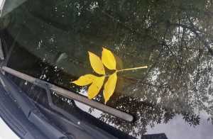 На выходных в Шахтах прогнозируют первые заморозки