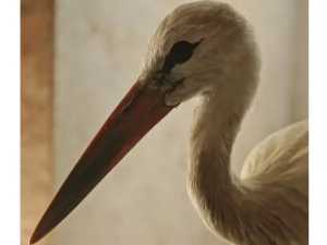 В Южном парке «Малинки» рядом с Шахтами поселили краснокнижного аиста, не улетевшего на юг