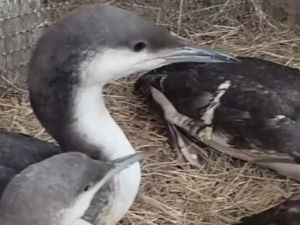В парк «Малинки» недалеко от Шахт временно заселили птиц, пострадавших от разлива нефти