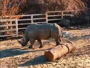 Из-за аномального тепла в зоопарке Ростова носорог вышел в летний вольер