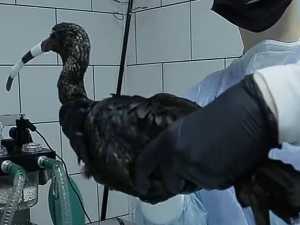 В парке птиц под Шахтами врачи спасли клюв редкой птице каравайке