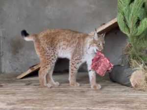 В Ростовский зоопарк привезли рысь из Адыгеи