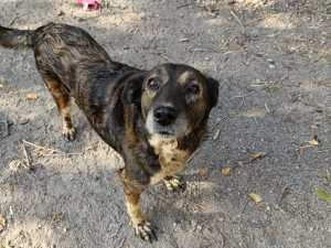 До мая в Шахтах планируется отловить 70 бродячих псов