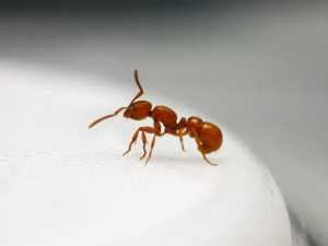 Редкий вид муравья был обнаружен в Ростовской области