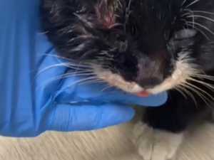 В Шахтах волонтеры пытаются спасти кота с иглой в кишечнике