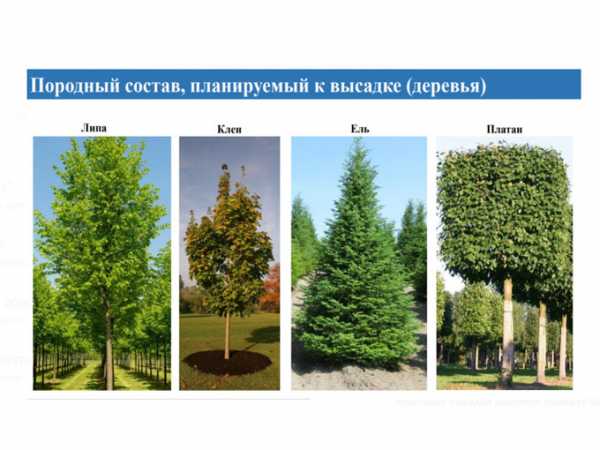 Массовая высадка растений пройдет более чем на 350 территориях Ростова