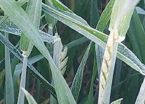 МЧС Ростовской области объявило штормовое предупреждение из-за заморозков