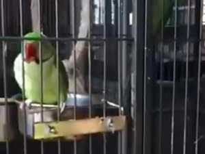 Парку Малинки который находится недалеко от Шахт подарили более 100 птиц