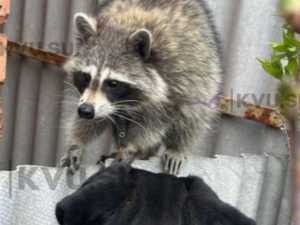 Жители Шахт поймали енота