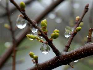 Синоптики прогнозируют в Шахтах слабый ветер и небольшой дождь на неделе от 21 апреля