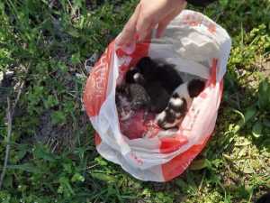 Жительница Шахт нашла завязанный полиэтиленовый пакет с четырьмя выброшенными котятами