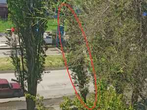 Сухой тополь навис над оживлённой улицей в Шахтах