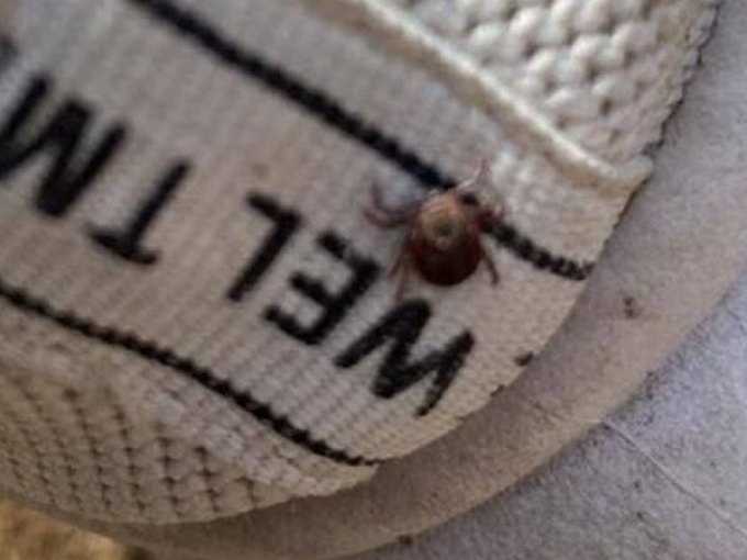 В Красносулинском районе зафиксировали случай опасного вирусного заболевания