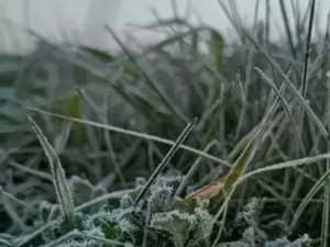 Заморозки до -2 градусов прогнозируют в Ростовской области