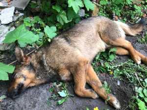 Зоозащитница из Шахт безуспешно боролась за жизнь собаки