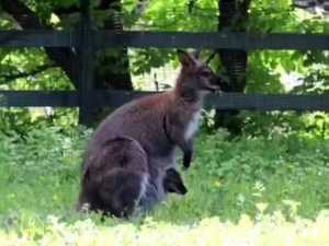 В Ростовском зоопарке показали новорожденных кенгурят