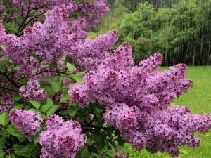 Погода в Шахтах на выходные: облачность и дожди