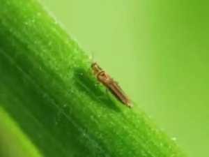 Опасный карантинный вредитель обнаружен в ростовской партии цветов