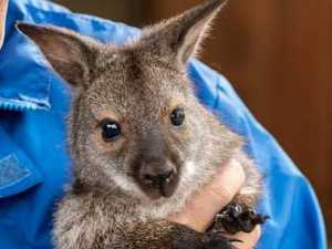 А донском парке "Лога" определили пол кенгуру родившегося в декабре