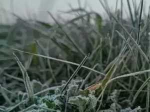 Из-за заморозков в Ростовской области ввели режим ЧС