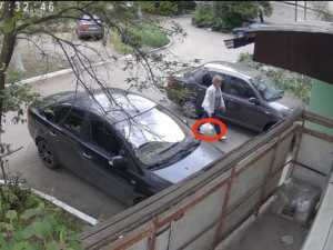 В посёлке Артём города Шахты женщина выбросила к подъезду трёх котят, завязанных в пакете