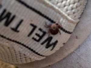 В Красносулинском районе зафиксировали случай опасного вирусного заболевания