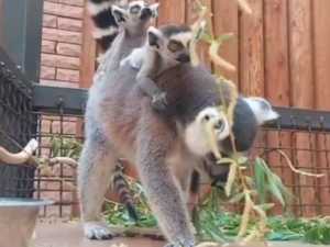 Детёныши лемуров родились в зоопарке Ростова-на-Дону