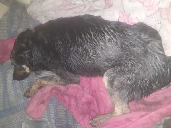 Волонтёры в Шахтах спасают собаку, которую заживо ели опарыши