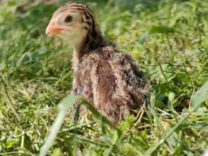 В зоопарке Ростова-на-Дону появились на свет птенцы павлинов, цесарок и индюков