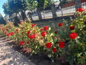 На неделе от 26 мая в Шахтах будет сильный ветер и жара