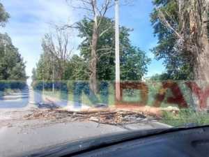 В Шахтах из-за сильного ветра в посёлке ХБК на дорогу упало дерево