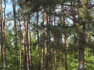 В Ростовской области посещать леса нельзя будет до середины июня