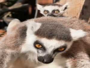 В парке «Лога» Ростовской области родились детёныши лемура