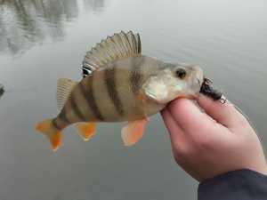 С 1 июня в Ростовской области снимают нерестовые запреты на рыбалку