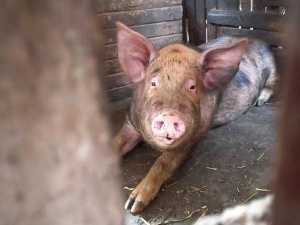 На Дону с 1 июня открылась охота на кабана