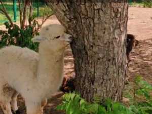 В зоопарк Ростова-на-Дону прибыл жених из Москвы, чтобы познакомиться с донской альпакой