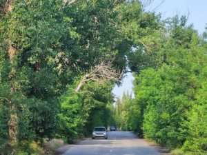 В городе Шахты за посёлком Азовка над дорогой опасно нависло аварийное дерево