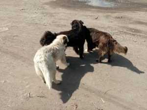 Администрация Шахт заключит договор на отлов бродячих собак