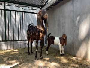 Ростовский зоопарк отметил рекордное пополнение — 106 малышей за полгода