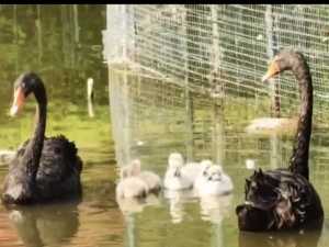 Семь птенцов черных лебедей вылупились в Ростовском зоопарке