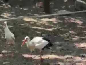 В парке "Малинки" под Шахтами приручили спасённого в Таганроге краснокнижного аиста