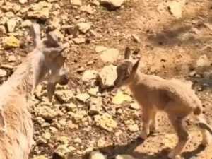 Произошло пополнение в семействе винторогих козлов Ростовского зоопарка