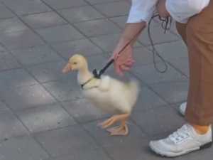 В Шахтах девочка выгуливала гусёнка на шлейке в районе городского Арбата