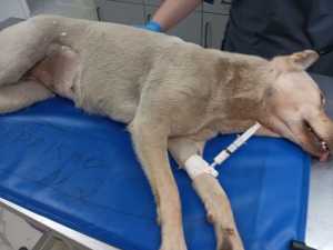 В Шахтах зоозащитница спасла собаку с тяжёлой травмой которую сбили