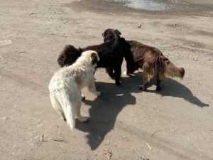 Шахтам не хватит средств на отлов собак после августа