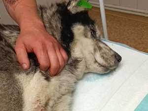 В Шахтах зоозащитники спасли собаку, которой поездом отрезало лапу