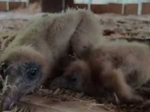 Под Шахтами в Южном парке птиц вылупились птенцы стервятника